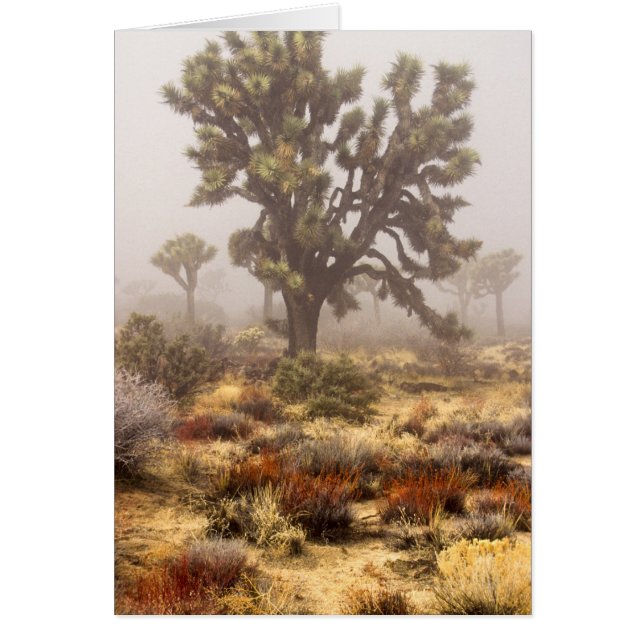 California: Joshua Tree National Monument, Hälsningskort (Framsidan)
