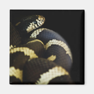 California Kung Snake Magnet