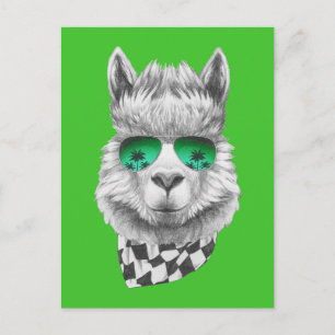 California llama vykort