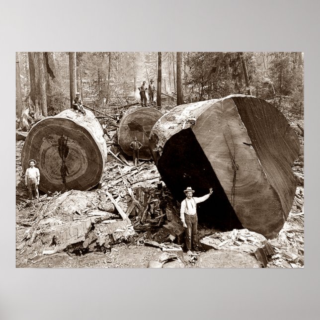 California Lumberjacks Fallen Redwood 1910 Poster (Framsidan)