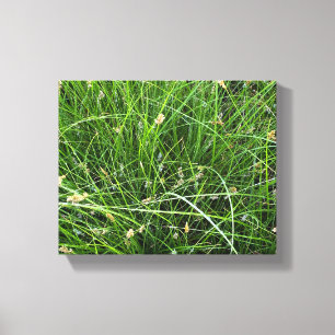 California Meadow Sedge Canvastryck