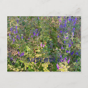 CALIFORNIA NATIVE FÄRG: NOVEMBER POSTCARD VYKORT