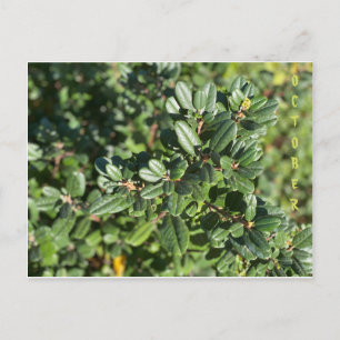 CALIFORNIA NATIVE FÄRG: OKTOBER POSTCARD VYKORT