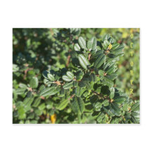 CALIFORNIA NATIVE FÄRG: OKTOBER POSTCARD