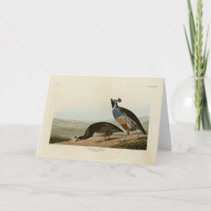 California Partridge - Audubon's Birds of America Kort