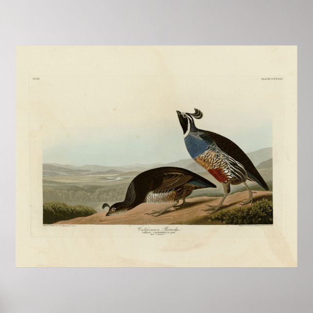 California Partridge - Audubon's Birds of America Poster (Framsidan)