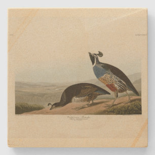 California Partridge - Audubon's Birds of America Stenunderlägg