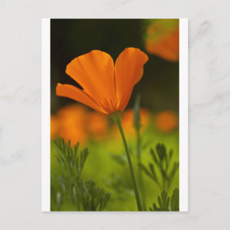 California Poppie Vykort