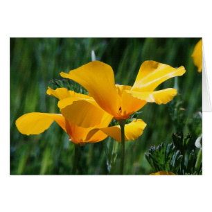 California Poppies Flowers Card OBS Kort