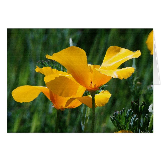 California Poppies Flowers Card OBS Kort (Framsidan Horizontal)