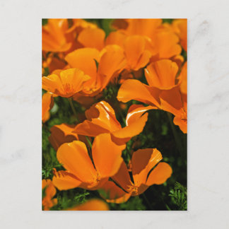 California Poppies Postcard Vykort