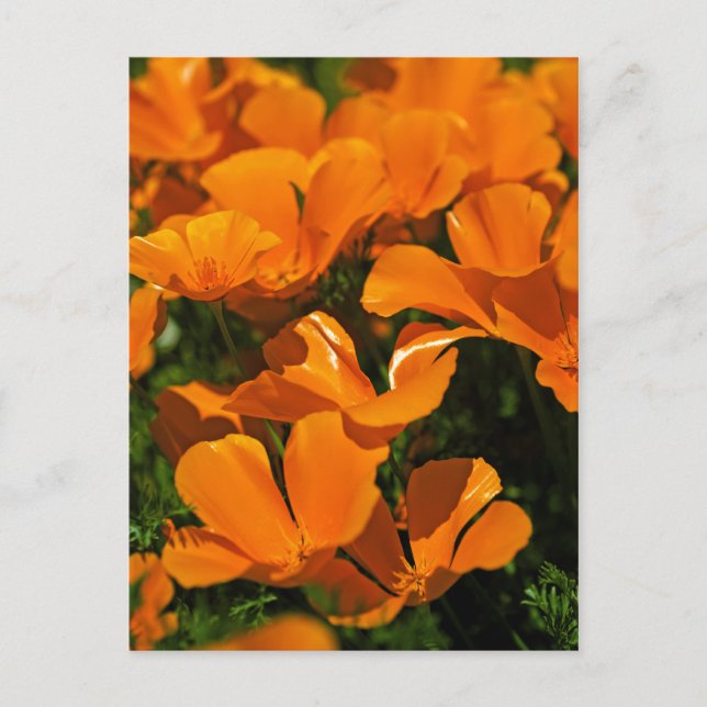 California Poppies Postcard Vykort (Framsida)