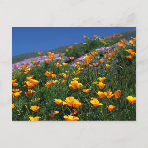 California Poppies Vykort
