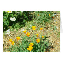 California Poppy #6 Hälsningskort