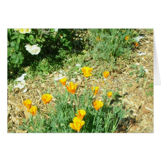 California Poppy #6 Hälsningskort (Framsidan Horizontal)