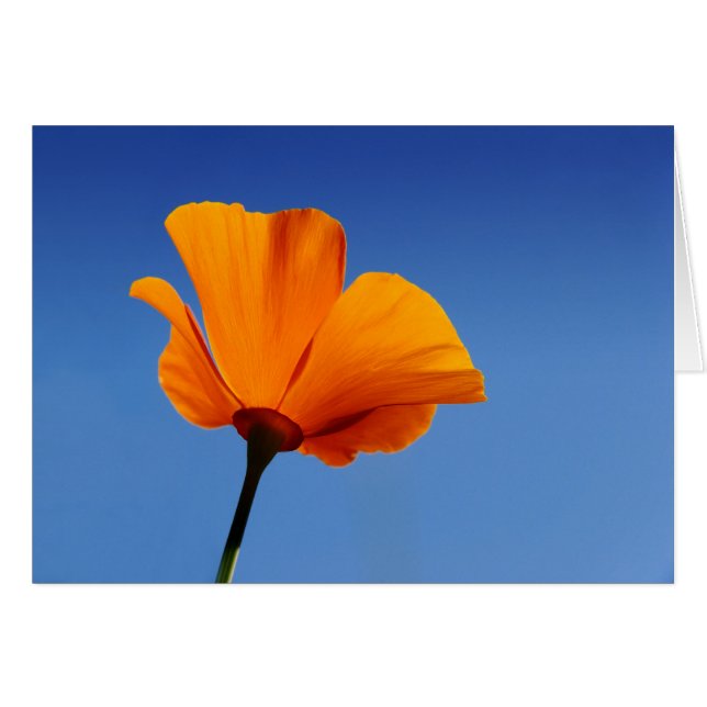 California Poppy Against Blå himmel Hälsningskort (Framsidan Horizontal)