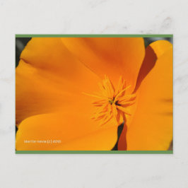California Poppy | Blue Beach Sång™-vykort Vykort