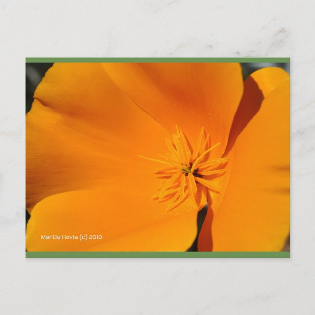 California Poppy | Blue Beach Sång™-vykort Vykort (Framsida)