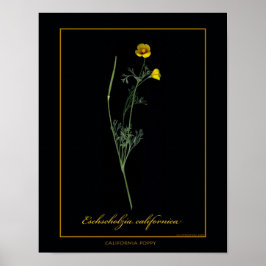 California Poppy Botanical Art Print Poster