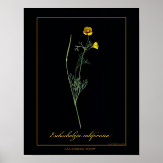 California Poppy Botanical Art Print Poster