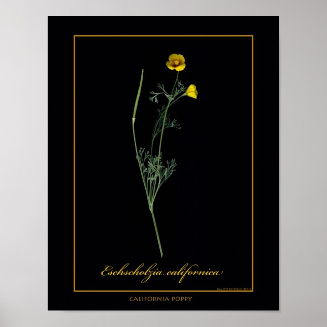 California Poppy Botanical Art Print Poster (Framsidan)