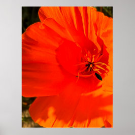 California Poppy - California Poppy 3 Poster