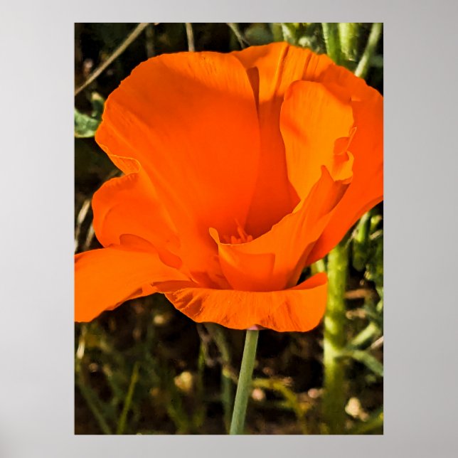 California Poppy - California Poppy 4 Poster (Framsidan)