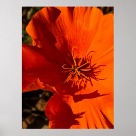 California Poppy - California Poppy 6 Poster