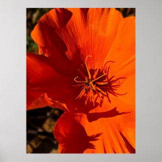 California Poppy - California Poppy 6 Poster