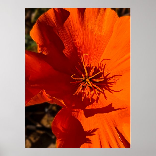 California Poppy - California Poppy 6 Poster (Framsidan)