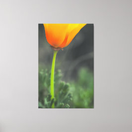 California Poppy Canvastryck