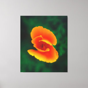 California Poppy Canvastryck