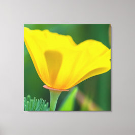 California Poppy Canvastryck