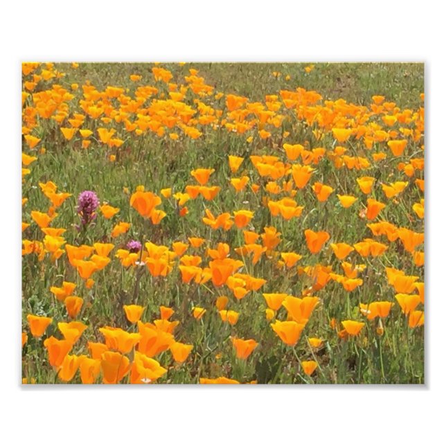 California Poppy Fält Fototryck (Framsidan)
