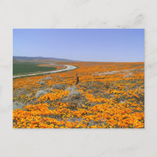 California Poppy Fält Vykort