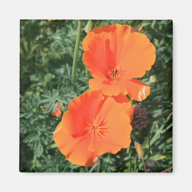 California Poppy Flowers Magnet (Framsidan)