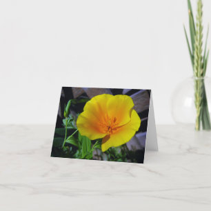 California Poppy Greeting Card Kort