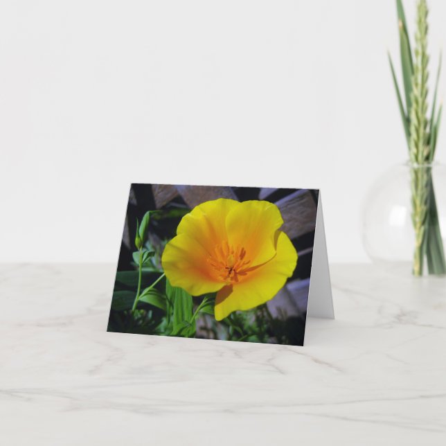 California Poppy Greeting Card Kort (Framsida)