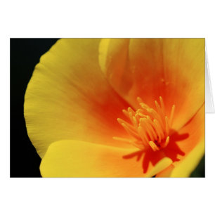 California Poppy Hälsningskort