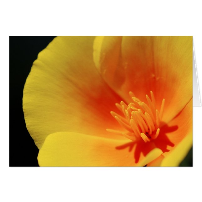 California Poppy Hälsningskort (Framsidan Horizontal)