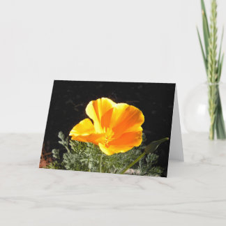 California Poppy in Bloom Kort