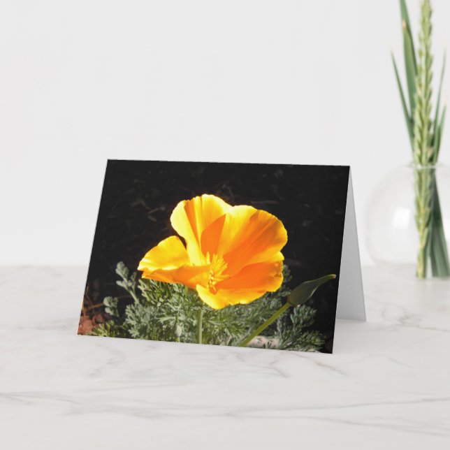 California Poppy in Bloom Kort (Framsida)