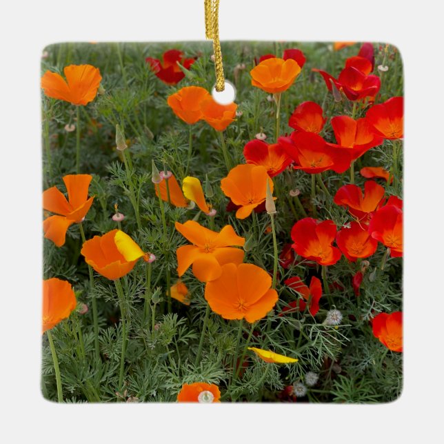 California Poppy Julgransprydnad Keramik (Framsida)