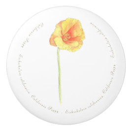 California Poppy Knopp