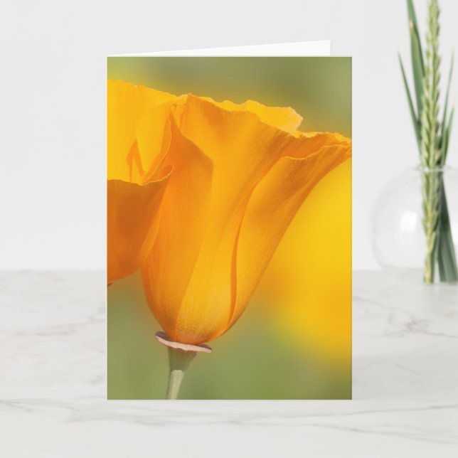 California Poppy Kort (Framsida)
