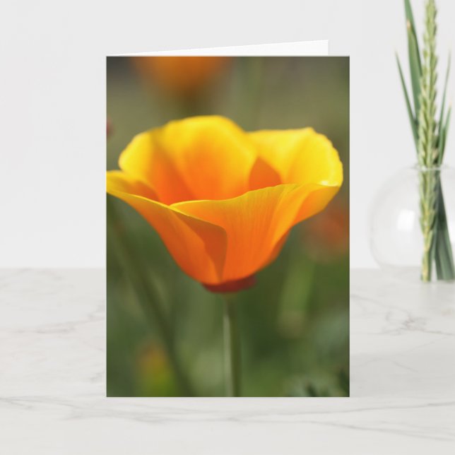 California Poppy Kort (Framsida)