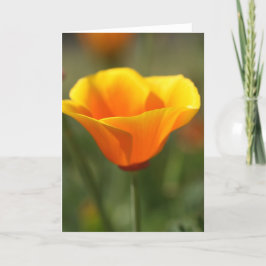California Poppy Kort
