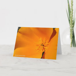 California Poppy Kort
