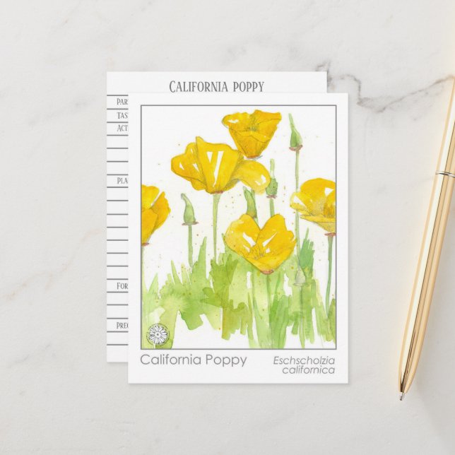 California Poppy Materia Medica Herbal Study Card Vykort (Fram/Back In Situ)