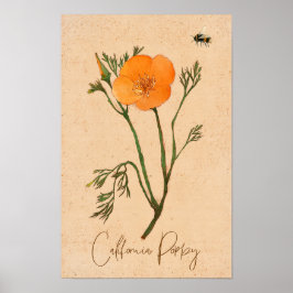 California Poppy Orange Botanical Wildblomma Poster